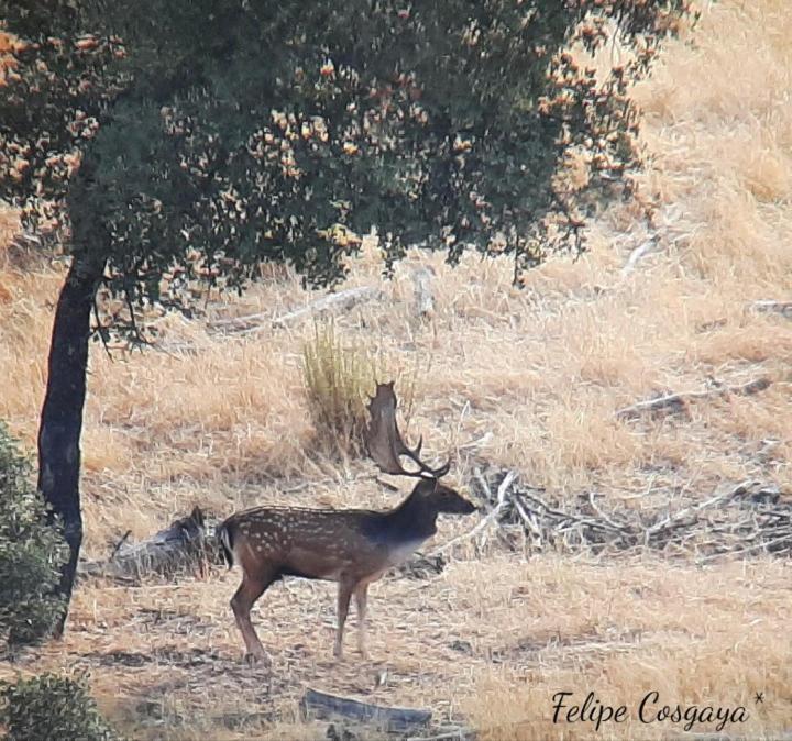 Casa Rural Albahaca Herrera del Duque Εξωτερικό φωτογραφία